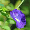 Article image for: <i class="tbold">Aparajita</i> (Blue Pea)