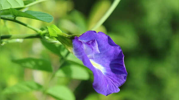 Aparajita (Blue Pea)