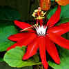 Passionflower (Passiflora)