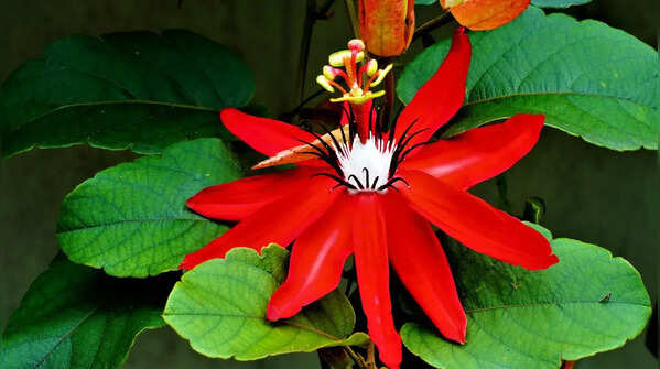 Passionflower (Passiflora)
