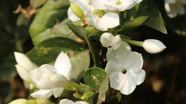 Jasmine (Mogra)