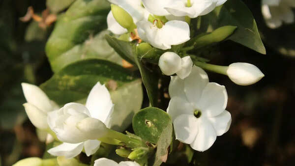 Jasmin Pictures