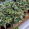 English Ivy