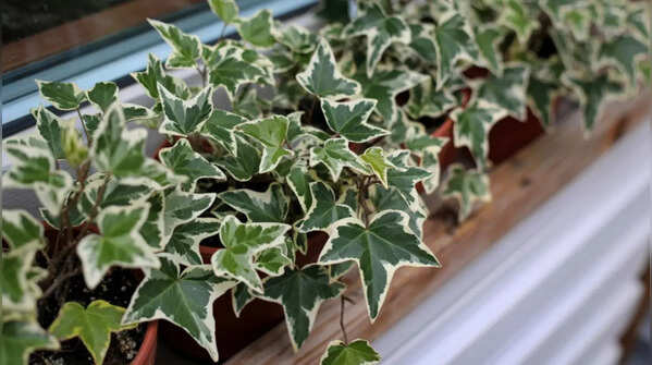 English Ivy