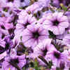 Morning Glory
