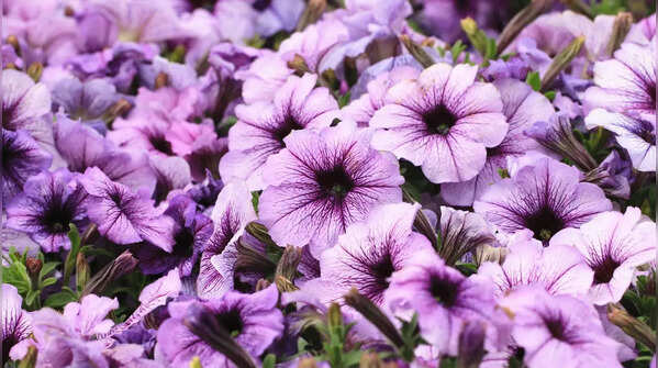 Morning Glory