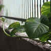 Article image for: <i class="tbold">money</i> Plant (Pothos)