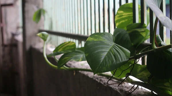 Money Plant (Pothos)