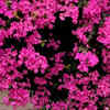 Bougainvillea