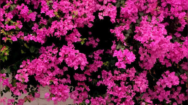 Bougainvillea