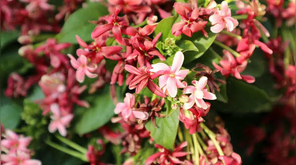 8 beautiful creepers to transform your balcony garden
