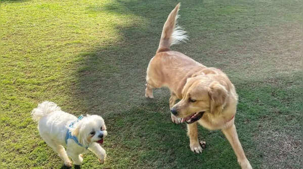Lush gardens, courtyard and natural light