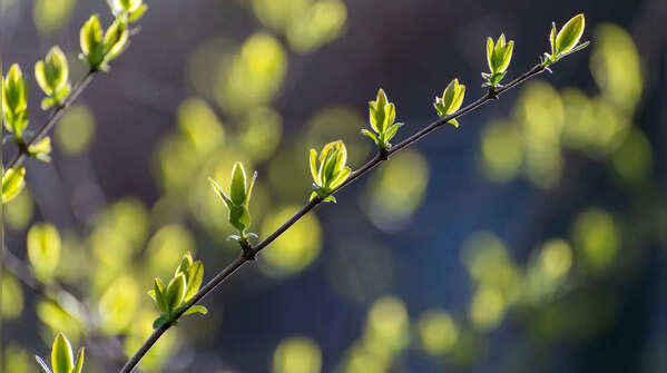 Know the plant and pick the right spot