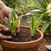 Choose a pot and prepare the soil