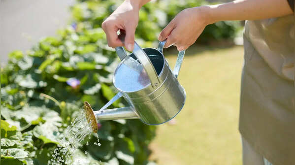 Water and maintain the climate