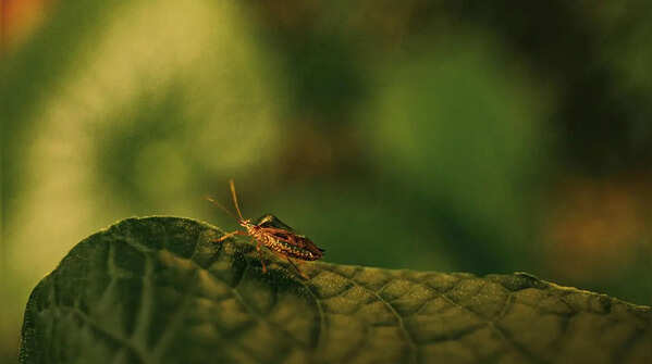 Protect from pests and diseases