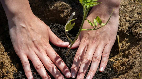 Fertiliser and common problems