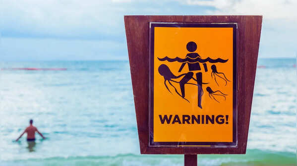 Popular beaches where venomous jellyfish are a known hazard — here’s when to avoid them