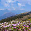 Article image for: Chopta in <i class="tbold">uttarakhand</i>
