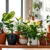 Indoor plants 