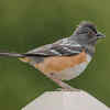 Create shelter and perching spots