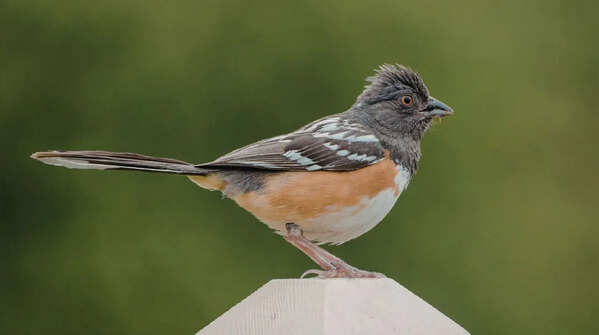 Create shelter and perching spots