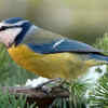 Add bird feeders and natural food options