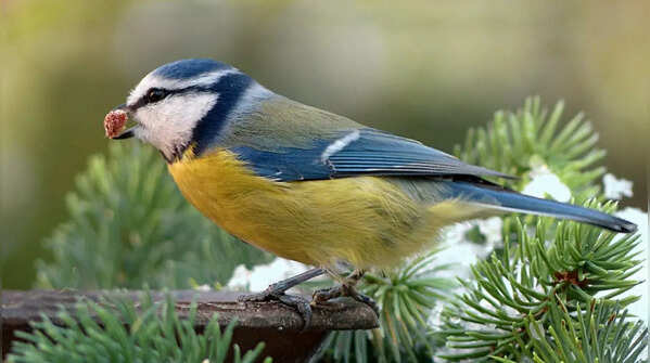 Add bird feeders and natural food options