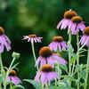 Include native plants