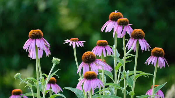 Include native plants