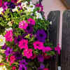 Grow nectar-rich flowering plants