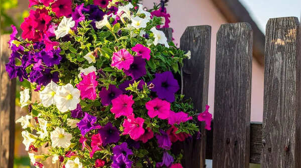 Grow nectar-rich flowering plants