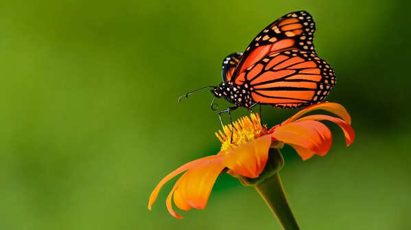 6 effective ways to bring butterflies and birds to your balcony space