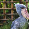 Shoebill