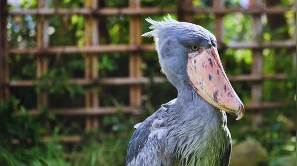 Shoebill