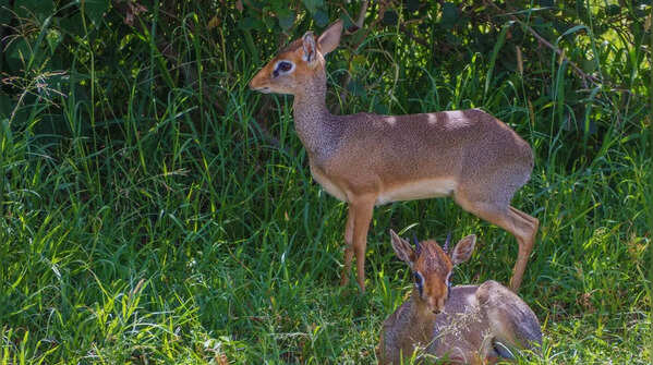 Dik-dik