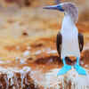Blue-footed booby