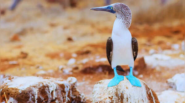 Blue-footed booby