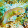 Slippery dick