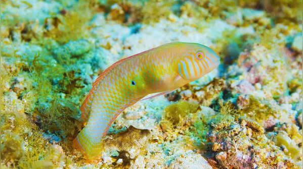 Slippery dick