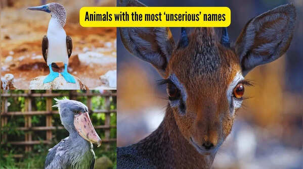 From Aha ha to blue-footed booby; 7 wild animals with seriously funny names!