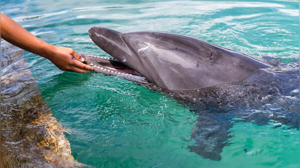 The Dolphin and the Herring