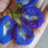 Article image for: The Blue Magic: <i class="tbold">Aparajita</i> (Butterfly Pea)