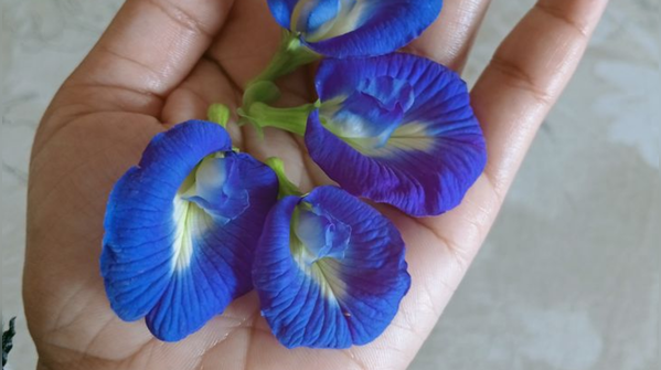 The Blue Magic: Aparajita (Butterfly Pea)