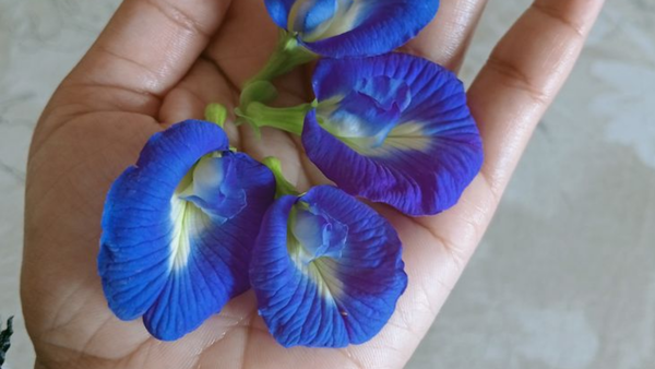 Aparajita Images