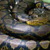 Reticulated python