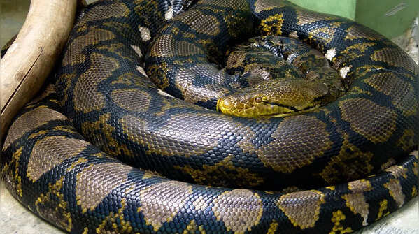 Reticulated python