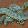 Green anaconda