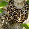 Burmese python