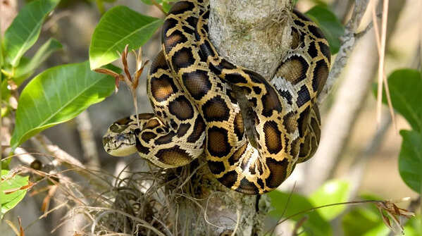 Burmese python